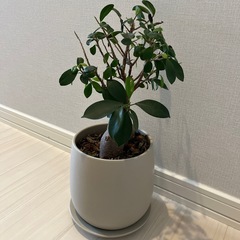 観葉植物 3