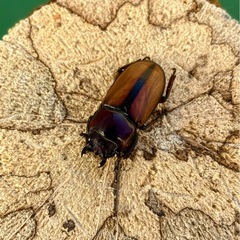 【残り1ペア】ブルイジンノコギリクワガタ　タリアブ島　ペアの画像