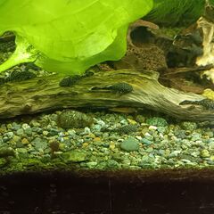 ブッシープレコ赤ちゃん譲りますの画像