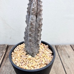 サボテン　多肉植物　ユーフォルビア　アブデルクリ