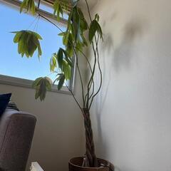 【決まりました】観葉植物 パキラ1 .6m 1000円