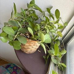 観葉植物　ホヤ