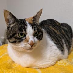 😺動物保護に関心ある方🐶