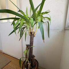 観葉植物　ユッカ