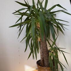 観葉植物　ユッカ
