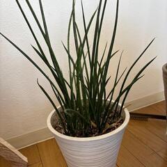 【決まりました】観葉植物　サンスベリア・シリンドリカ