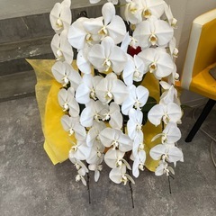 胡蝶蘭