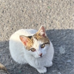 キジ白の美形男子