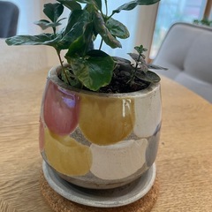 観葉植物　６