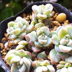 プロリフィカ多肉植物🌱