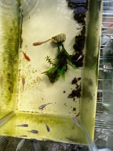 高級メダカ 龍尾、ネプチューンダルマ、雲州三色、鯖の極、天女の舞ダルマ･ショート、王妃ショート、その他色々