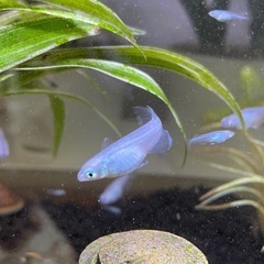 大人気‼️[メダカ・深海]珍しい青い綺麗なメダカ12匹⭐️Ama...