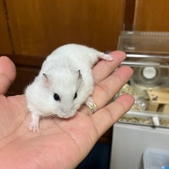 ハムスター里親募集