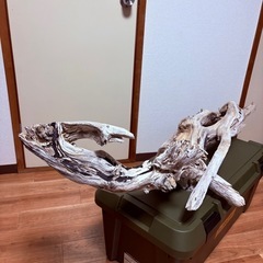 天然流木！巨大サイズ！１３０cm！の画像