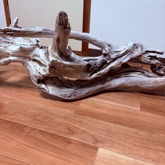 天然流木！巨大サイズ！１３０cm！の画像