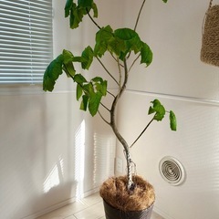受付停止中⚠️【観葉植物】フィカスウンベラータ　高さ145cmくらい