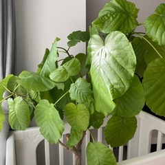 観葉植物【ウンベラータ】