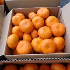 青島温州ミカン（晩生）￥５００／箱（６ｋｇ）です。