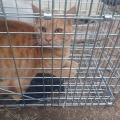 野良猫のメス
