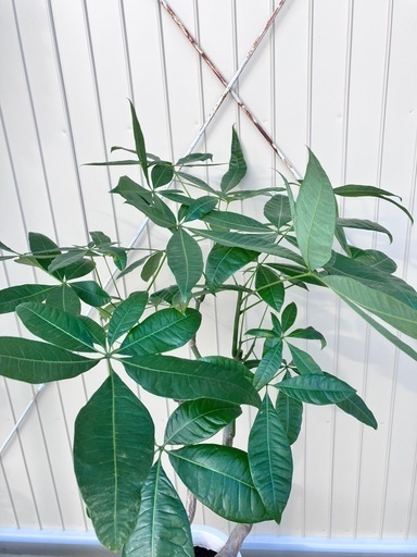 カネノナルキ（鉢付き） 金のなる木 大株 鉢付き 高さ77㌢ 横60㌢ 宝石