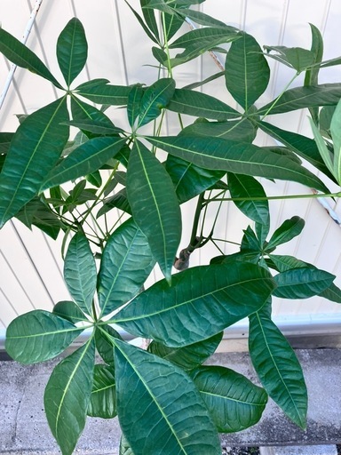 ヤドリギ 宿り木 No.0350 ヤドリギ（宿り木）