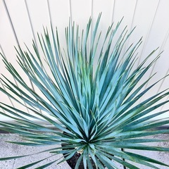 ユッカ ロストラータ ドライガーデン