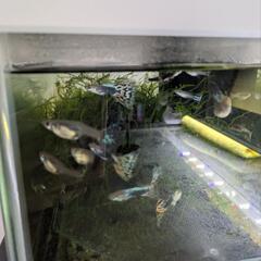 持ち帰り用水槽ボトル付き 国産 グッピー 魚 アクアリウム の画像