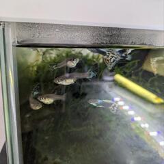 持ち帰り用水槽ボトル付き 国産 グッピー 魚 アクアリウム の画像
