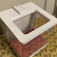 オーバーフロータイプのベタ水槽の画像