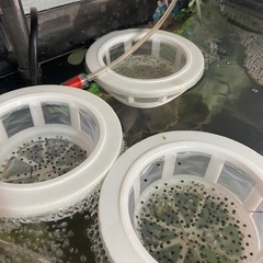 【受付終了】ウーパールーパーの卵 3〜400個