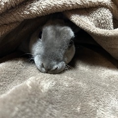 うさぎ   (種類)レッキス 血統賞