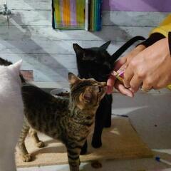 人懐っこくて優しいトーティ　いつも舐めてくれます　メス　3ヶ月半ほど - 猫
