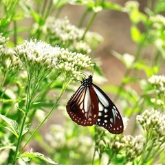 平日お出かけを一緒に楽しんでくださる友達🌸 - 友達