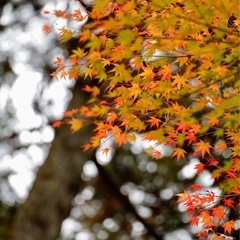 平日お出かけを一緒に楽しんでくださる友達🌸 − 広島県
