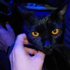 人懐っこさ抜群のくろりん　黒豹のような男前っぷりなのに超絶甘えん坊　ギャップが💕💕オス　生後半年齢ほど　去勢手術、予防接種、駆除薬、シャンプーなど全て済みました - 伊勢市