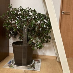 金のなる木の画像