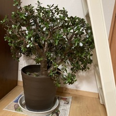 金のなる木の画像