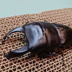 昆虫ショップKINGDAM🌟　キングテイオウヒラタ101ミリペア🔥の画像