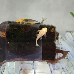 アルビノスポテッドブッシープレコの画像