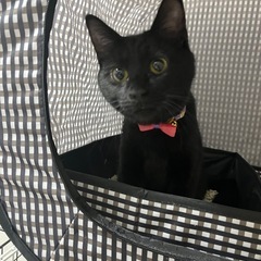 里親決まりました！綺麗な毛並みの黒猫ちゃん