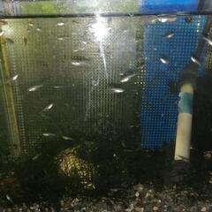 人気美種☆国産グッピー　メガドーサル系ブルーグラス若魚１ペア＋稚魚６匹セット（計８匹）☆ハイグレード個体!!オマケたくさんの画像