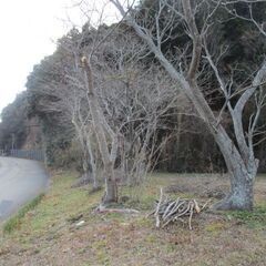 ★細断★枝　生木　３～５ｃｍ程度の桜の枝　1/28伐採