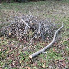 ★細断★枝　生木　３～５ｃｍ程度の桜の枝　1/28伐採の画像