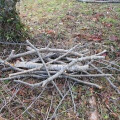 ★細断★枝　生木　３～５ｃｍ程度の桜の枝　1/28伐採の画像