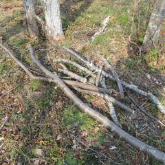 ★細断★枝　生木　３～５ｃｍ程度の桜の枝　1/28伐採の画像