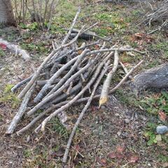 ★細断★枝　生木　３～５ｃｍ程度の桜の枝　1/28伐採の画像