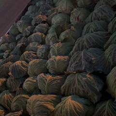 キャベツ200円50個限定　ネギ10本500円の画像