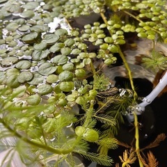 水草　の画像