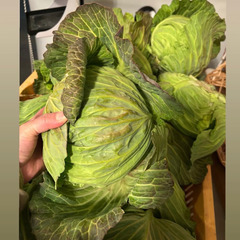 キャベツ200円50個限定　ネギ10本500円の画像