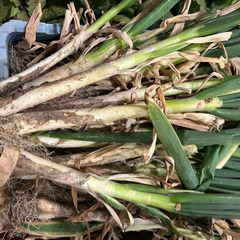 キャベツ200円50個限定　ネギ10本500円の画像